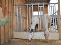 Libre service Cheval JOURDAIN